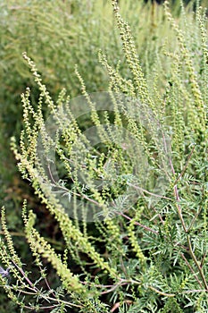 Ambrosía alergias plantas a flores de acuerdo a el fin de verano, Croacia 