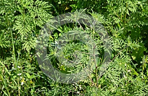 Ambrosia artemisiifolia causing allergy.