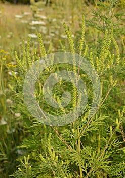 Ambrosia artemisiifolia causing allergy also been called annual ragweed, bitterweed, blackweed, carrot weed, hay fever weed.