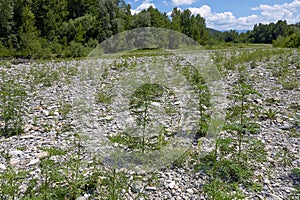 Ambrosia artemisiifolia plants in bloom