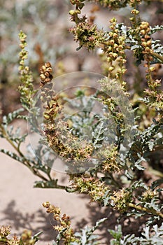 Ambrosia Chamissonis Fruit - Ventura Coast - 071422 photo