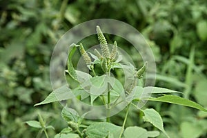 Ambrosia trifida flowers