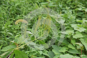 Ambrosia trifida flowers