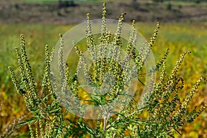 Ambrosia trifida, the giant ragweed, is a species of flowering plant in the family Asteraceae