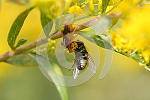 Ambush bug photo