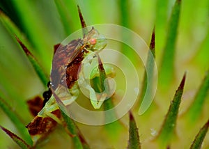 Ambush Bug