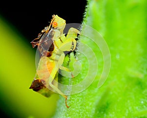 Ambush Bug