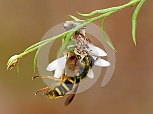 Ambush Bug With Flower Fly Prey
