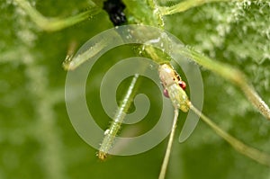 Ambush bug on a green leaf