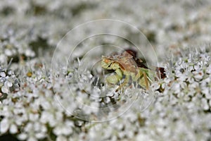 Ambush Bug Phymatinae