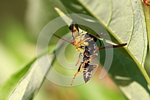 Ambush Bug with prey