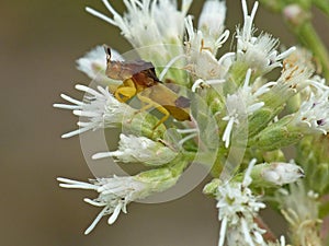 Ambush Bug in White Flower Cluster