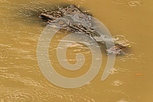 An Ambush of Crocodile under Water at Rain Forest