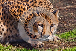 In ambush lies a cheetah with an orange skin, lit by the sun on a green spring grass, a large spotted cat hunts