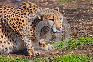 In ambush lies a cheetah with an orange skin, lit by the sun on a green spring grass, a large spotted cat hunts