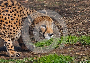 In ambush lies a cheetah with an orange skin, lit by the sun on a green spring grass, a large spotted cat hunts