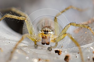Ambush prey on spider webs trap nests.