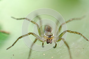 Ambush prey on spider webs trap nests.