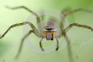 Ambush prey on spider webs trap nests.