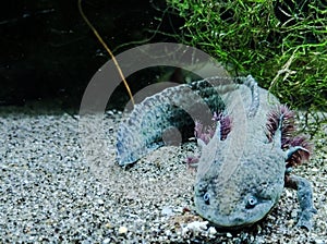Ambystoma mexicanum axolotl portrait underwater. Adorable axolotl is exotic aquarium