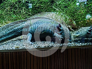 Ambystoma mexicanum axolotl portrait underwater. Adorable axolotl is exotic aquarium