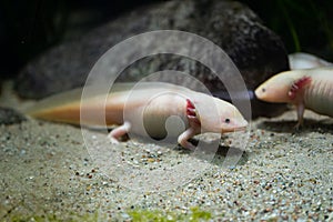 Ambystoma mexicanum - Mexican walking fish