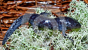 Ambystoma talpoideum, the mole salamander, sitting on British soldier lichen & x28;Cladonia cristatella& x29;