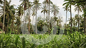 Amed Bali landscape photo