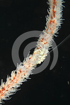 Amed whip coral shirmp