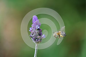 Amegilla bee in South Africa