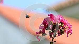 Amegilla cingulata or blue-banded bee flying