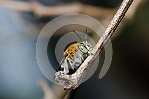 Amegilla zonata in green nature