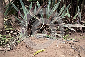 Ameiva ameiva, the green giant ameiva, ground lizard found in Central and South America and some Caribbean Islands