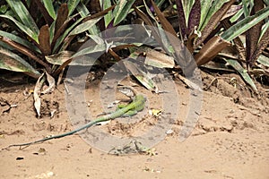 Ameiva ameiva, the green giant ameiva, ground lizard found in Central and South America and some Caribbean Islands