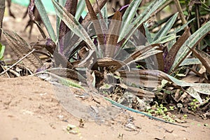 Ameiva ameiva, the green giant ameiva, ground lizard found in Central and South America and some Caribbean Islands