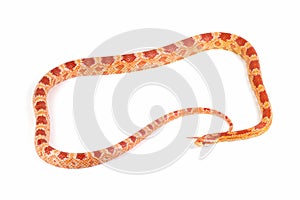 Amel het anery corn snake crawling