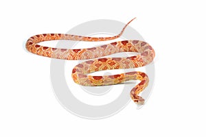 Amel het anery corn snake crawling