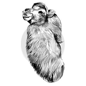 Amel sketch vector graphics