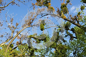 Amela balls parasitize trees on trees. Bird (raven) on a cut near the parasite plant photo