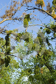 Amela balls parasitize trees on trees. Parasite on a tree photo