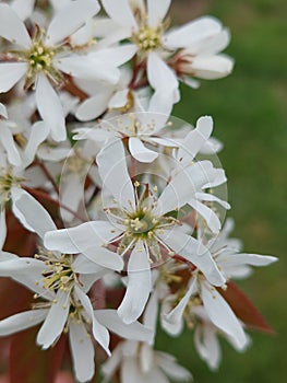 Amelanchier