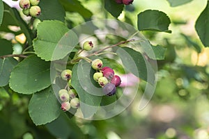 Amelanchier alnifolia the saskatoon pacific serviceberry ripening fruits, green and purple serviceberries on alder-leaf shadbush