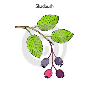 Amelanchier, also known as shadbush, shadwood or shadblow