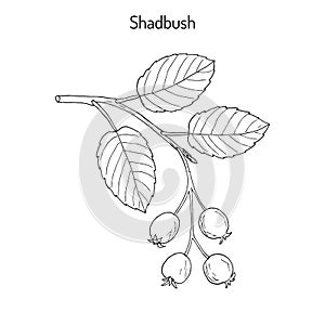 Amelanchier, also known as shadbush, shadwood or shadblow