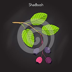 Amelanchier, also known as shadbush, shadwood or shadblow photo
