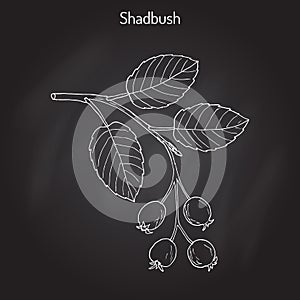 Amelanchier, also known as shadbush, shadwood or shadblow photo