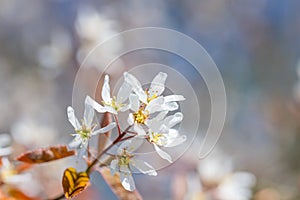 An amelanchier asiatica  flower against a blurred background