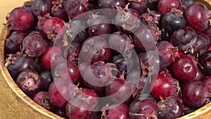 Amelanchier berries fruit rotate background, also known as shadbush, shadwood or shadblow, serviceberry, sarvisberry or