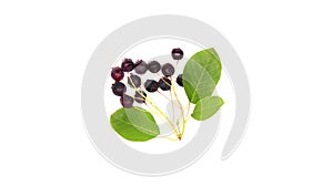 Amelanchier berries with leaves on a white background. Loop motion.