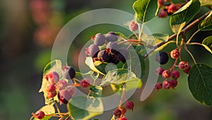 Amelanchier berries in a vegetable garden at sunset